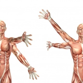 Analisi muscolare nei movimenti della spalla